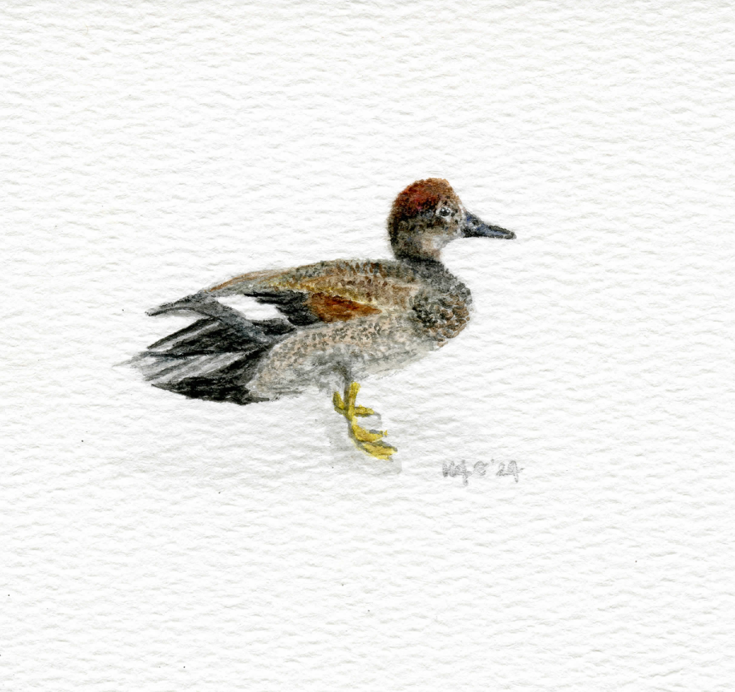 Micro Gadwall Fine Art Print
