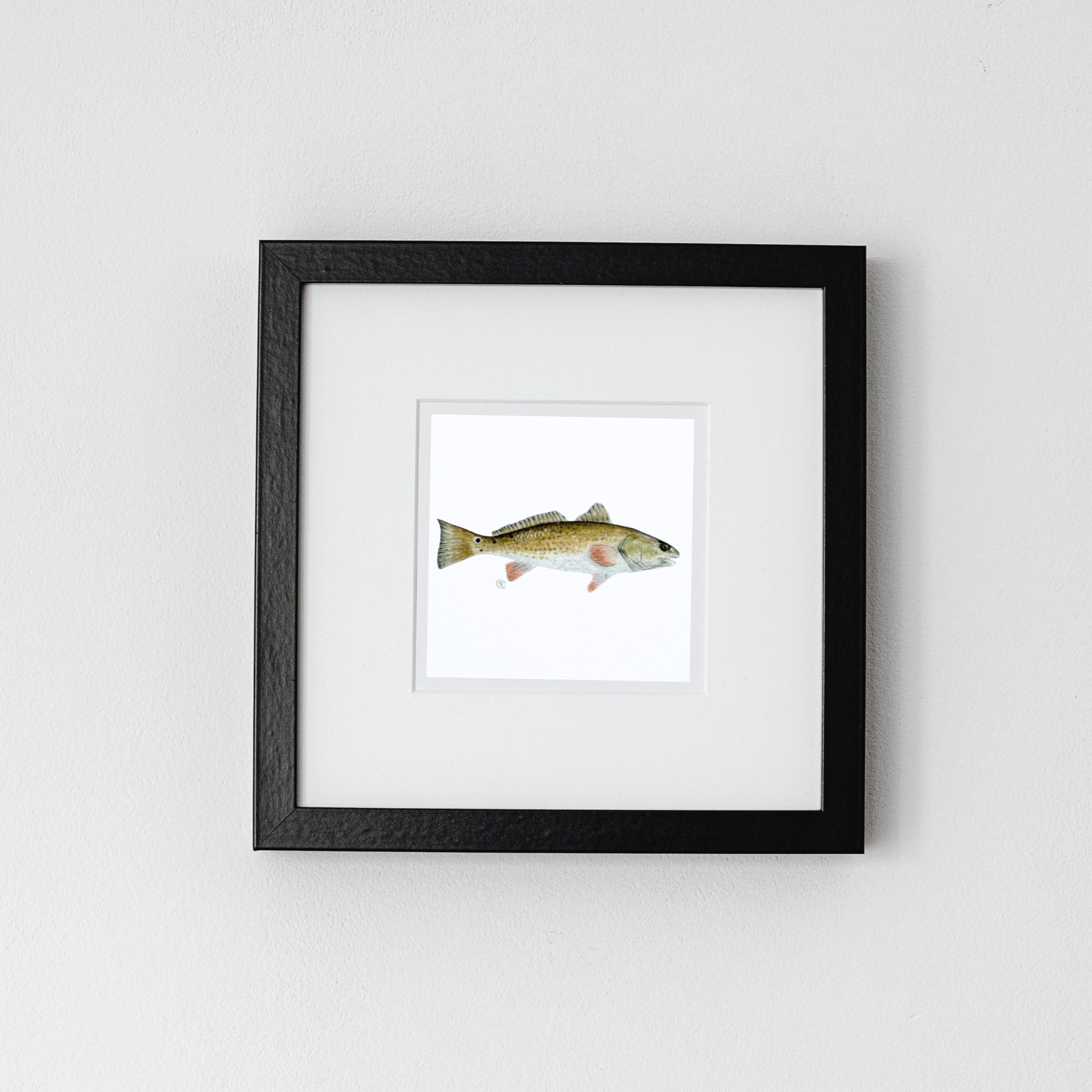 Redfish Archival Print