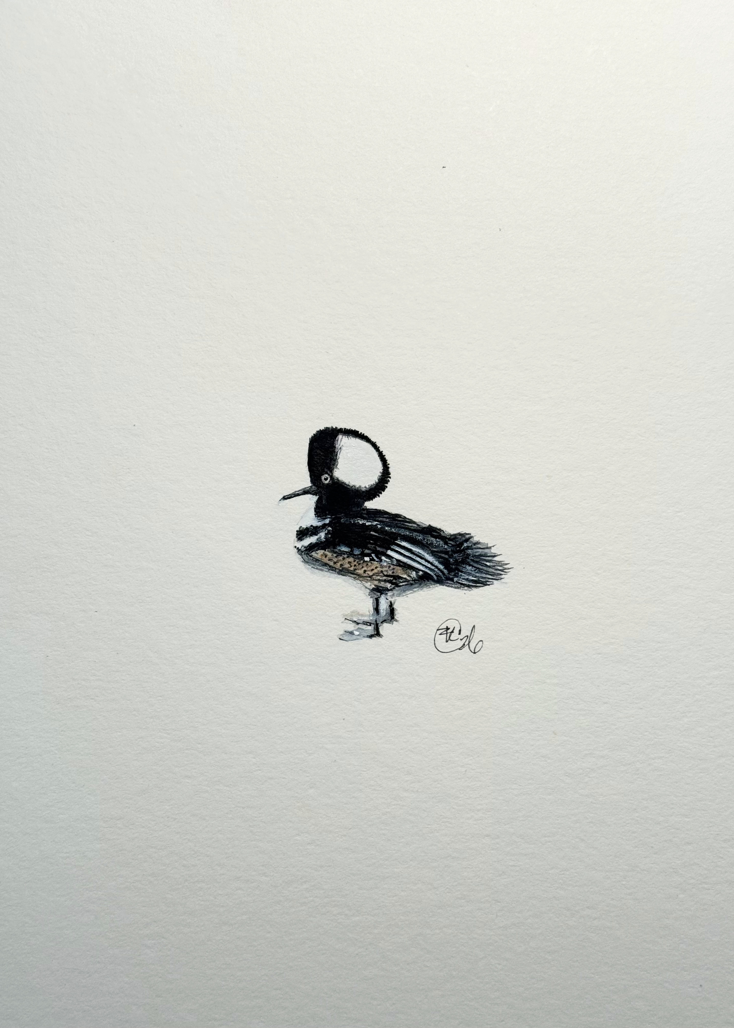✩NEW✩ Micro Hooded Merganser Archival Print