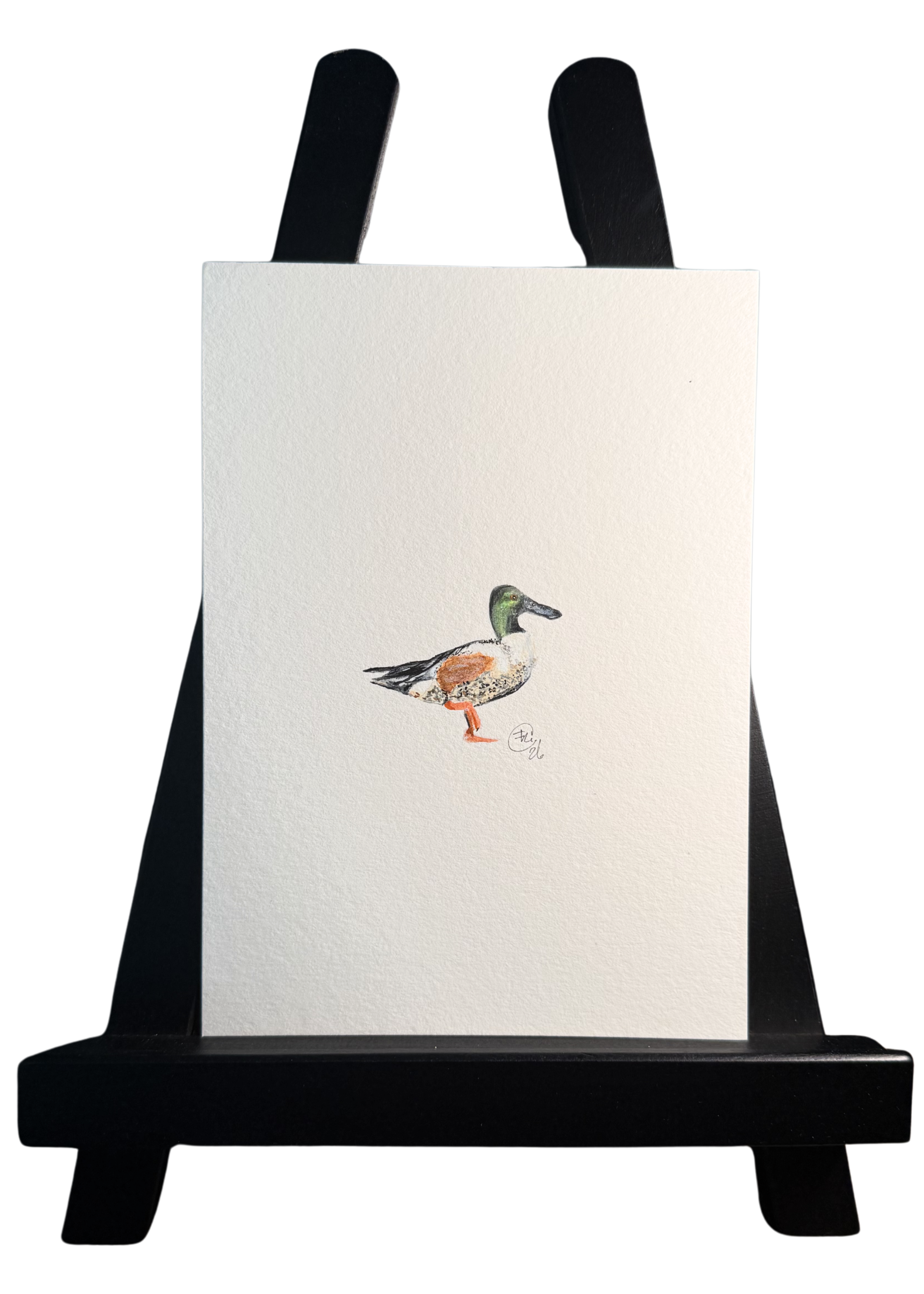 ✩NEW✩ Original Micro Northern Shoveler