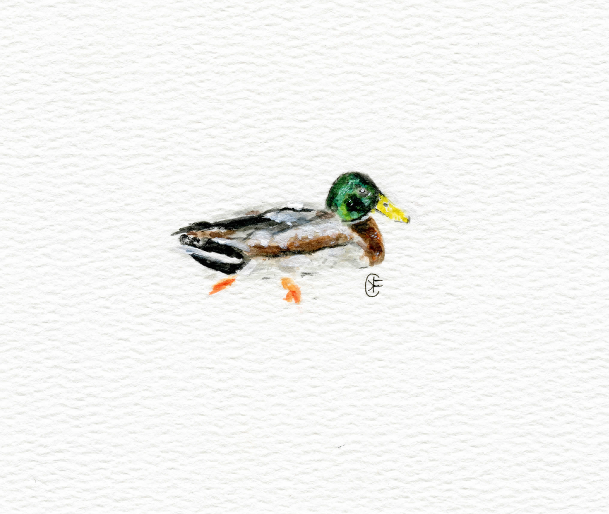 Micro Mallard Fine Art Print