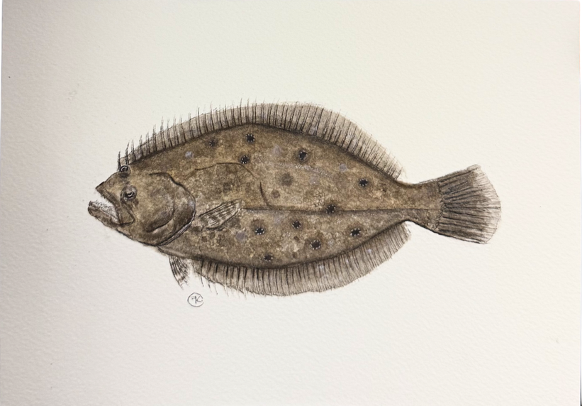 Flounder Print