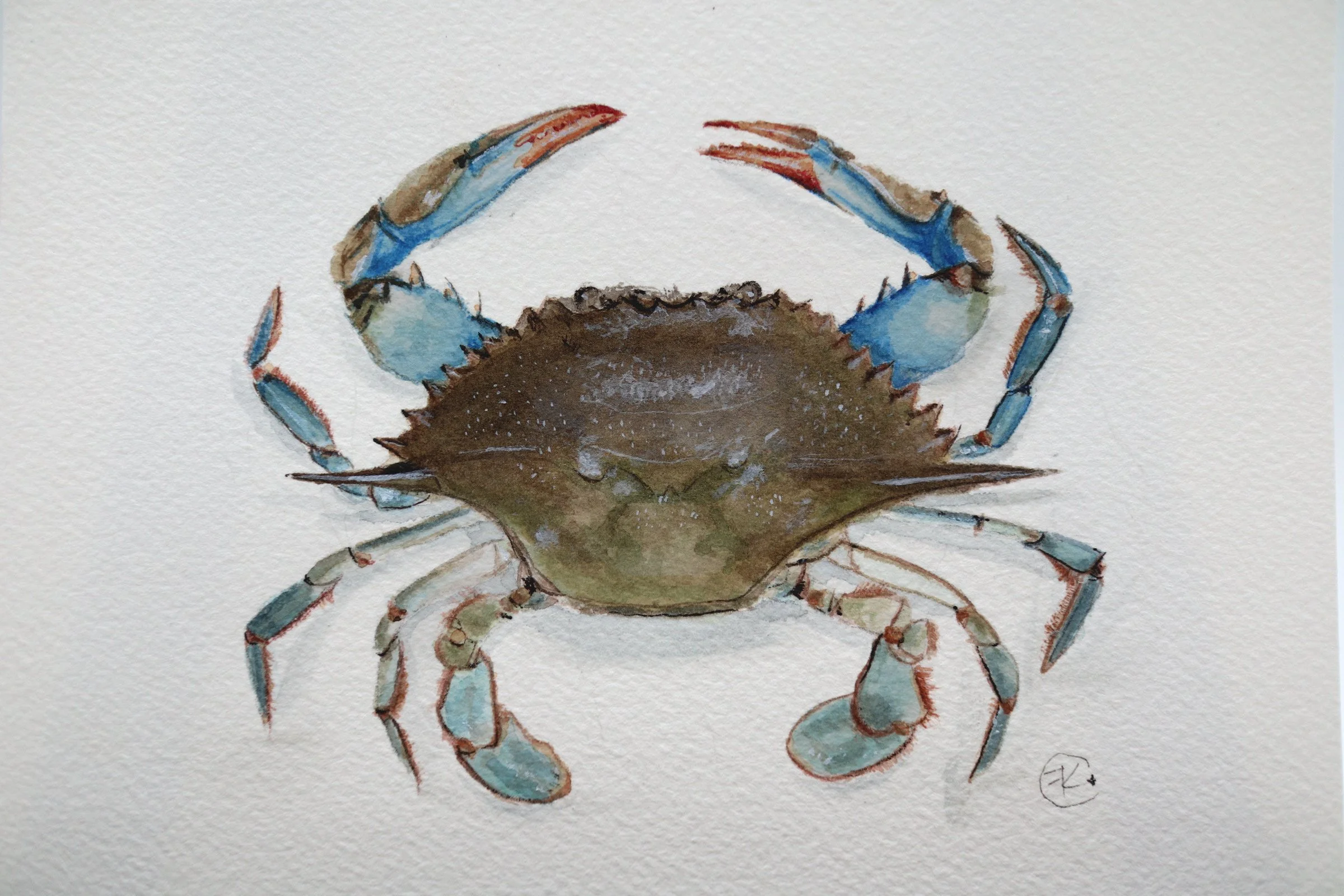 Blue Crab Archival Print