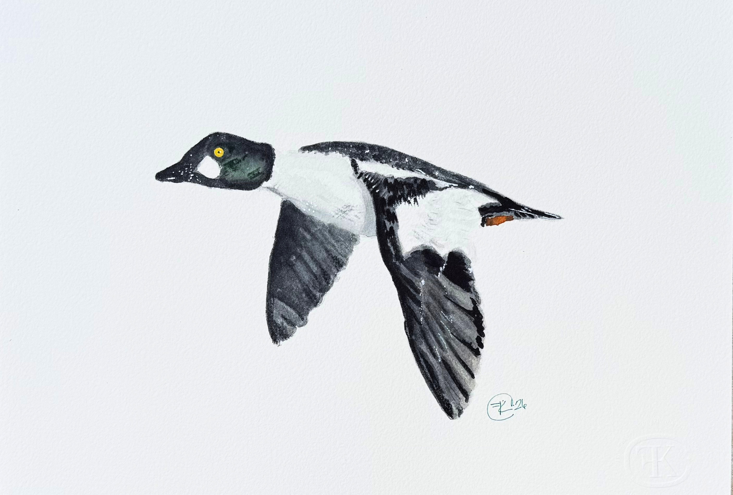 The Common Goldeneye