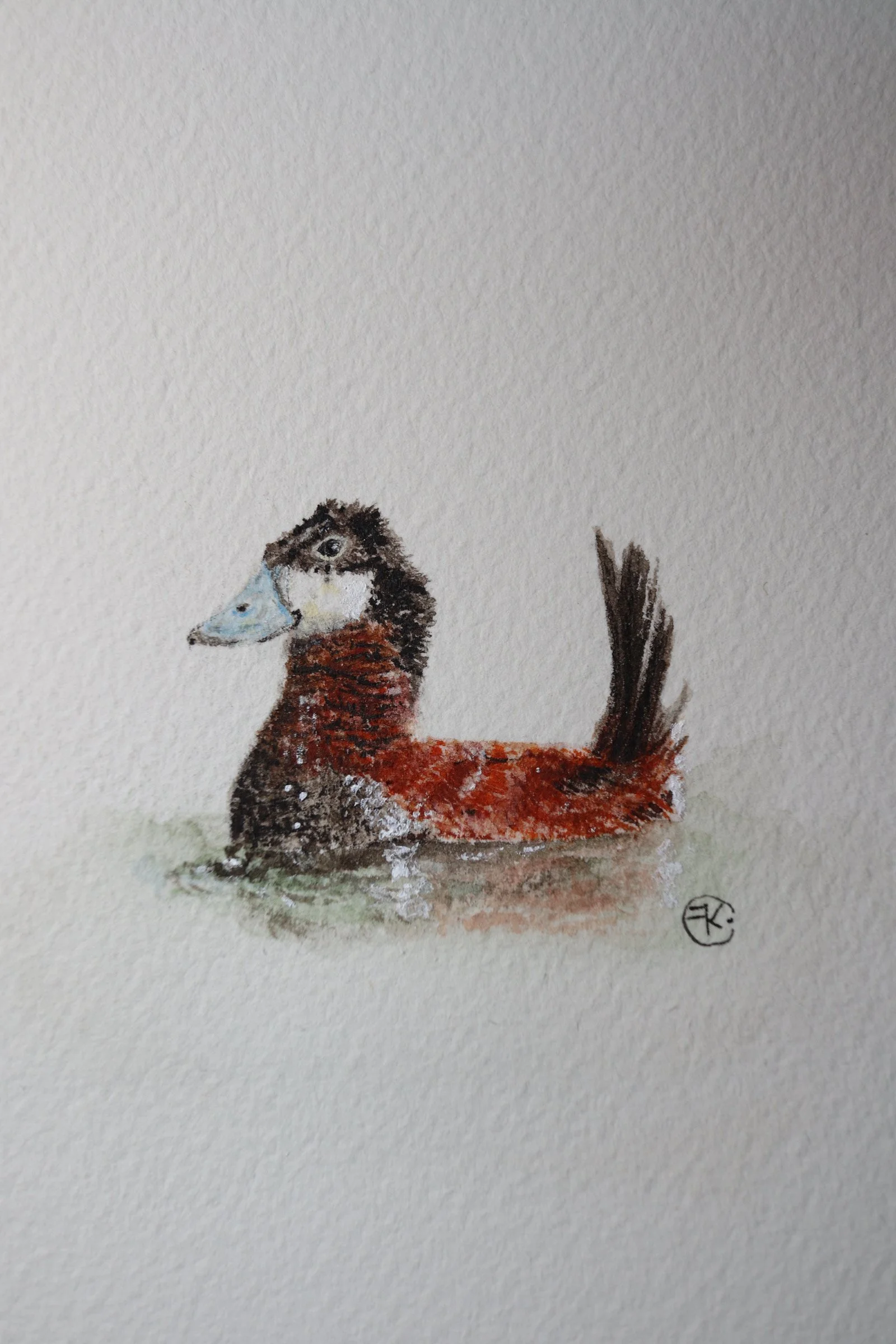 Ruddy Duck Archival Print