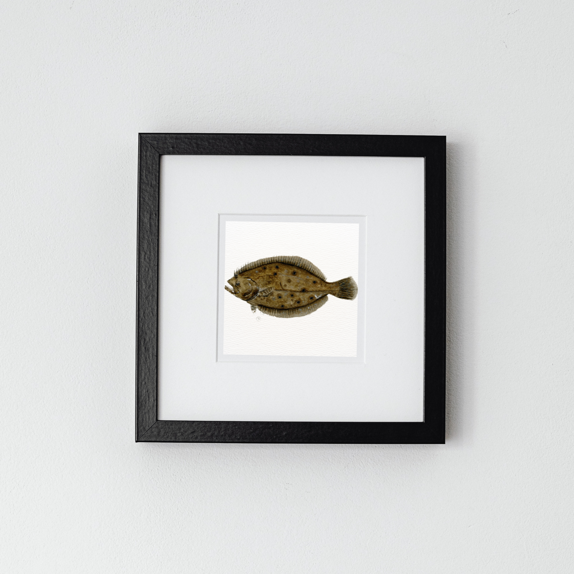 Flounder Archival Print