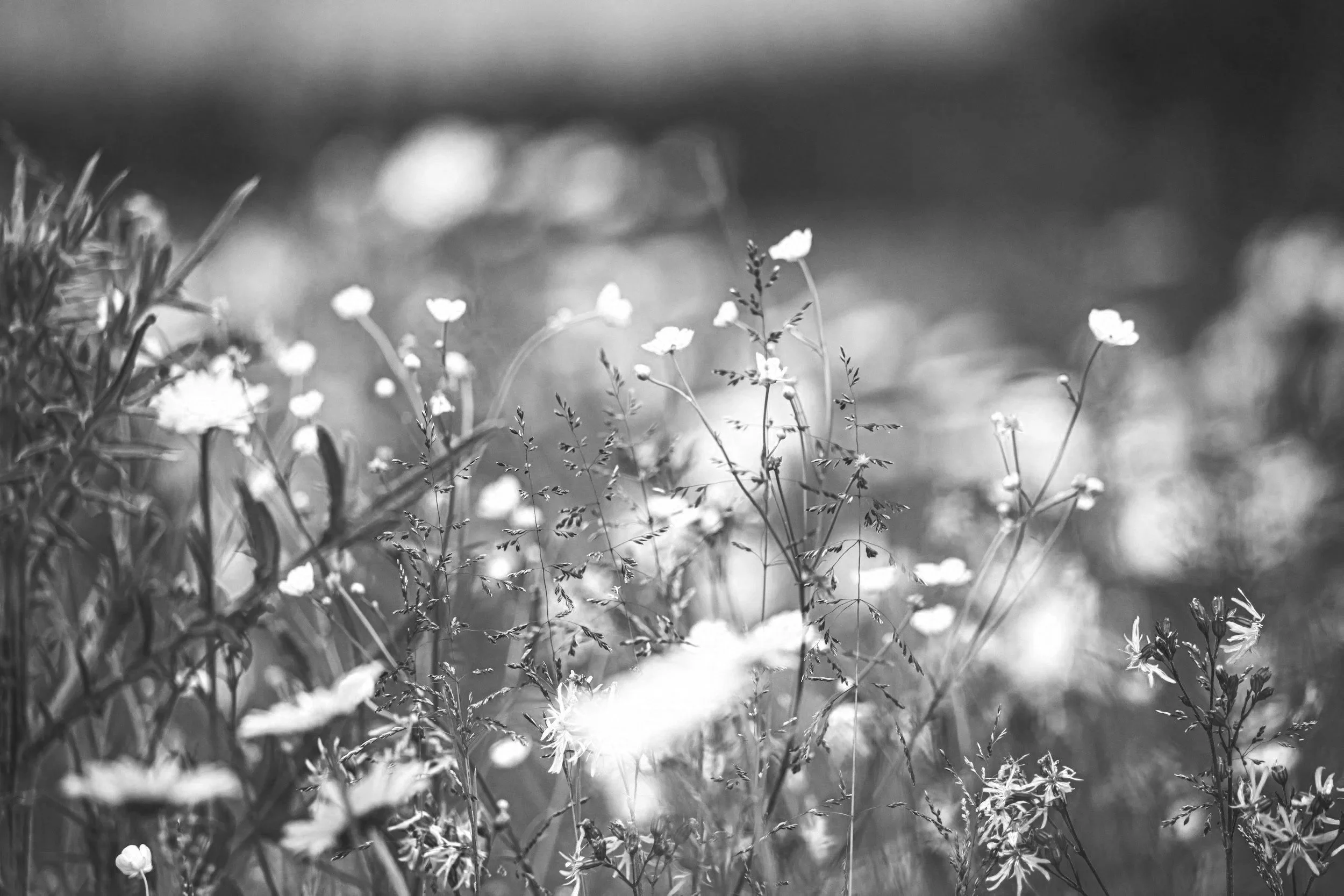A black and white photograph of wildflowers and grass in a field.