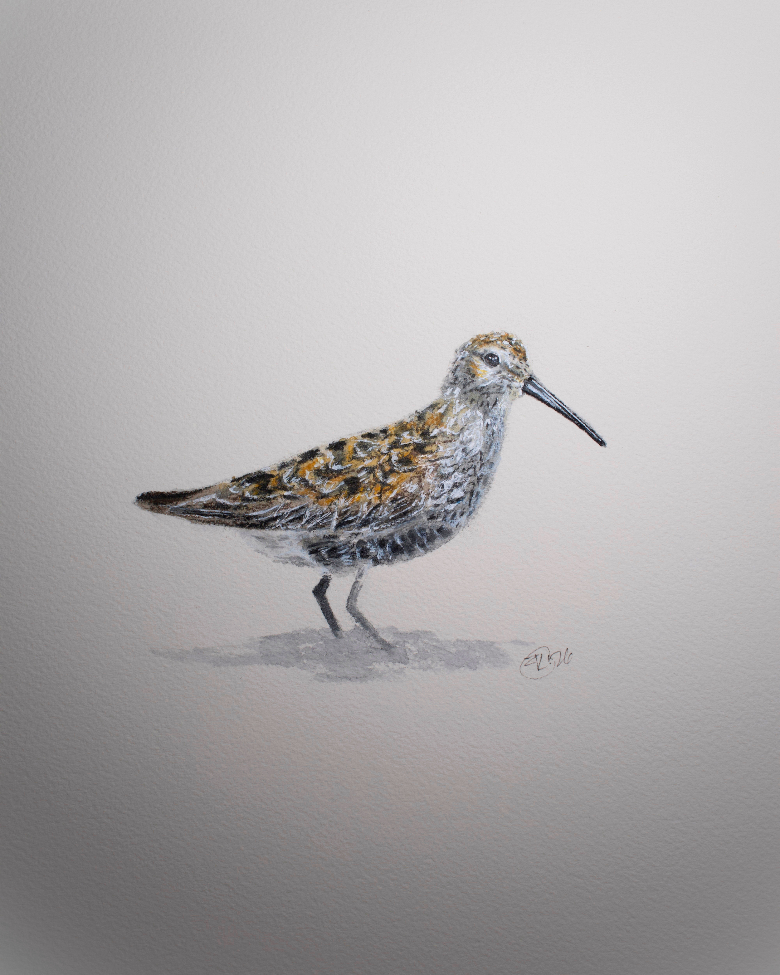 The Sandpiper