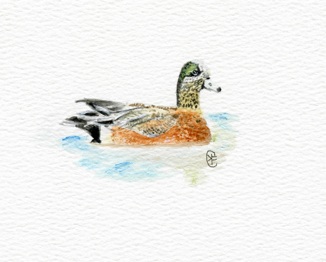 Micro Wigeon Fine Art Print