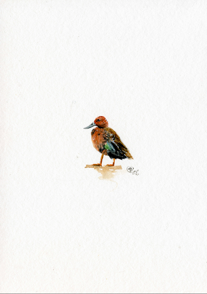 Original Micro Cinnamon Teal