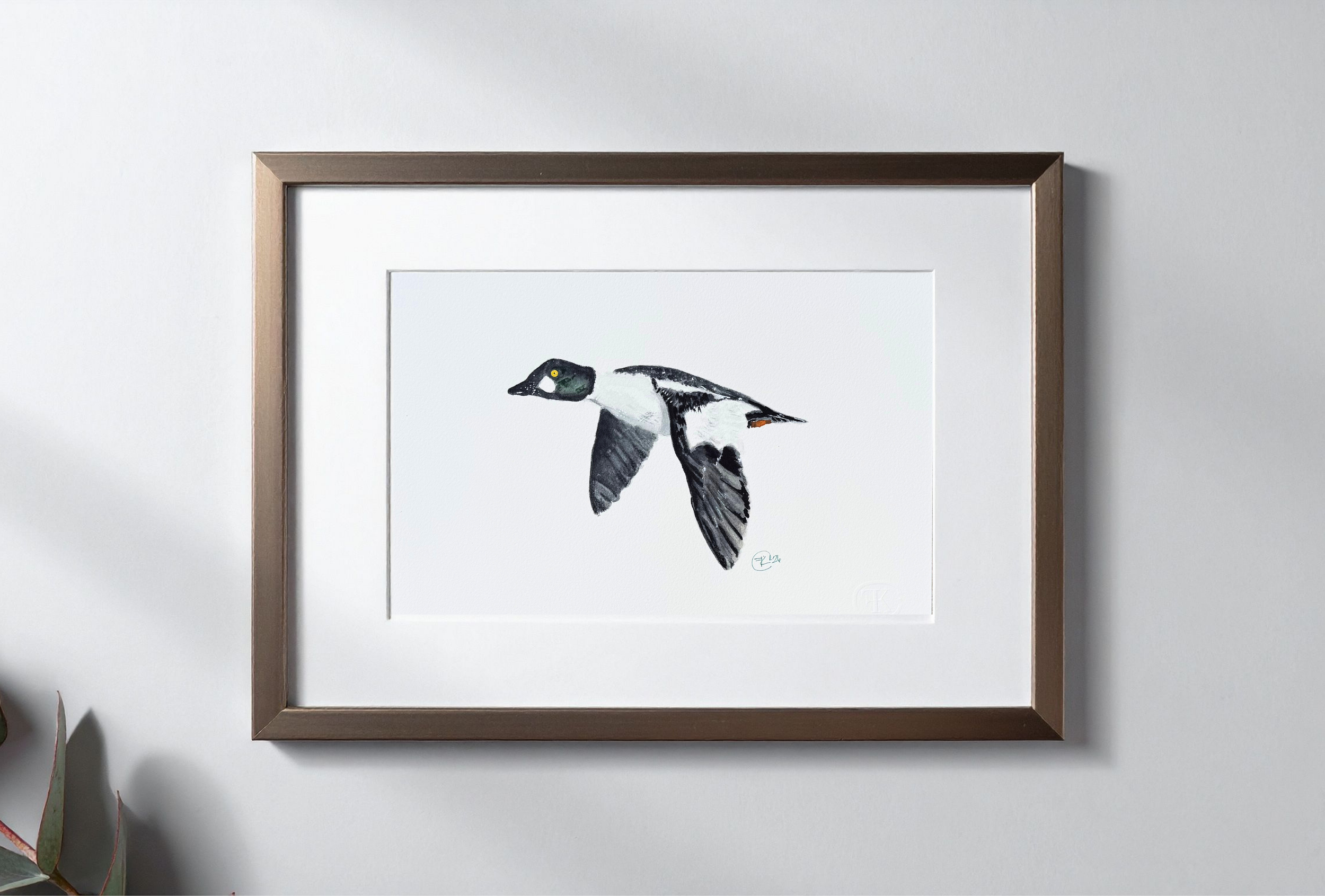 The Common Goldeneye Archival Print