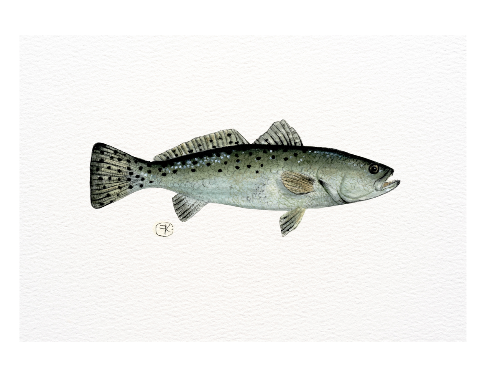 Speckled Trout Archival Print