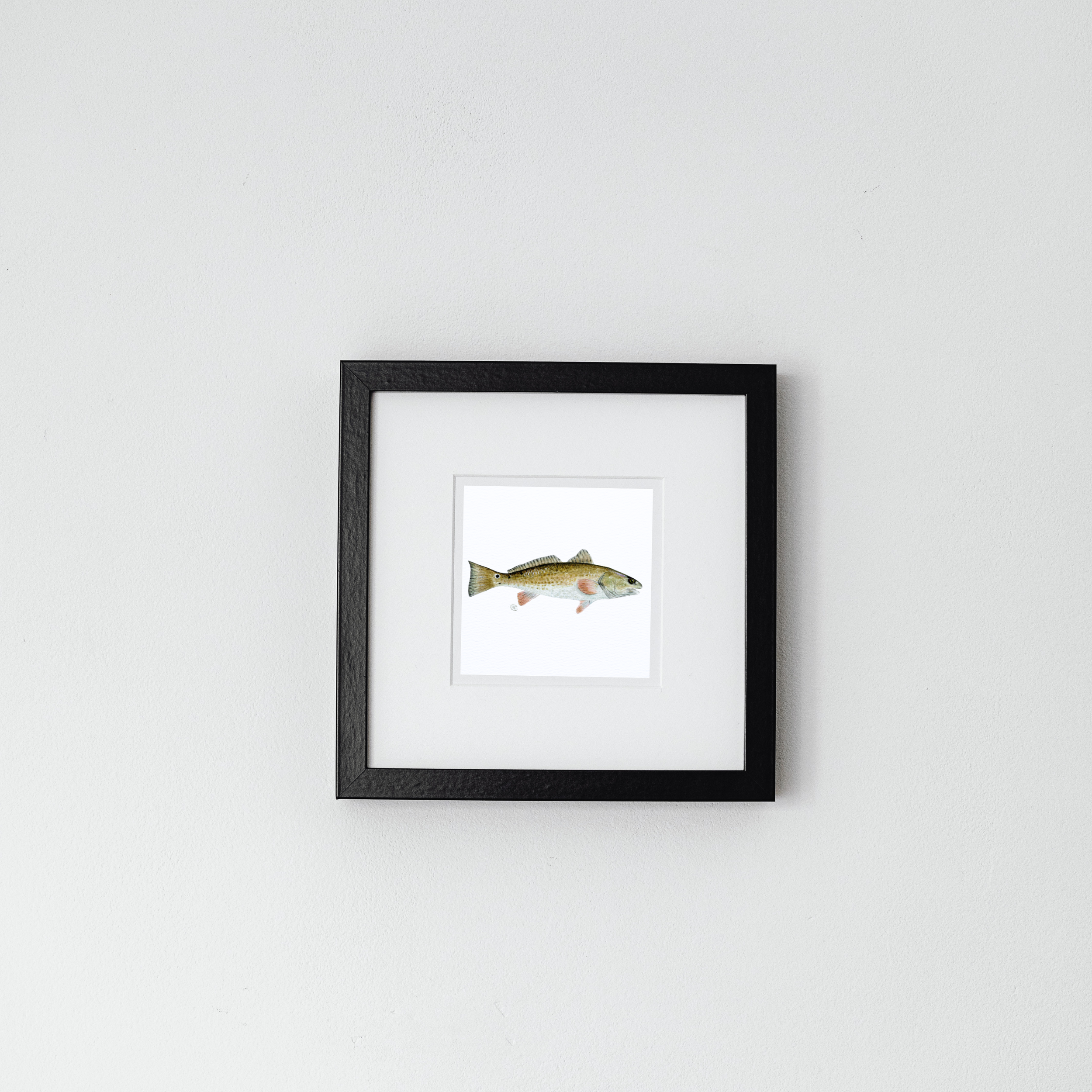 redfish1.png
