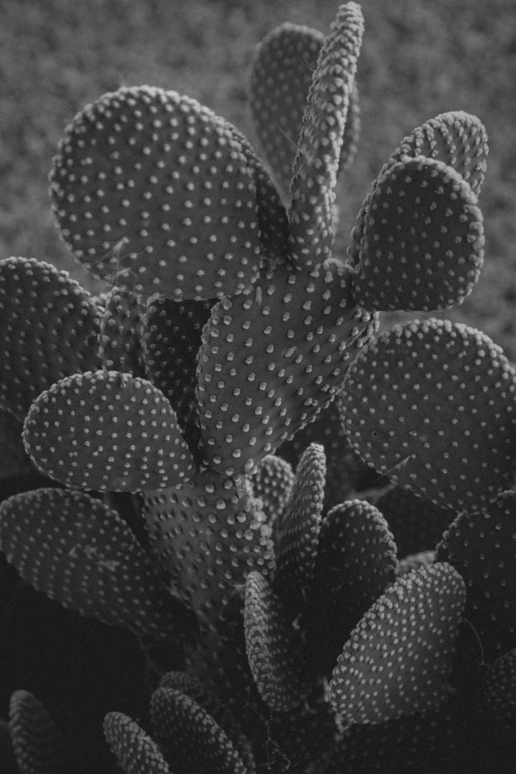 Close-up of a cactus with multiple pads covered in white dot-like spines.