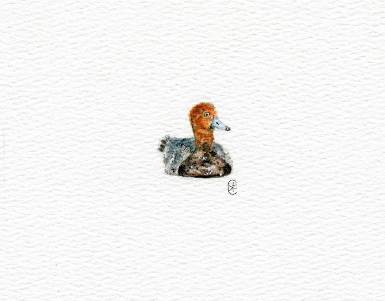 Micro Redhead Fine Art Print
