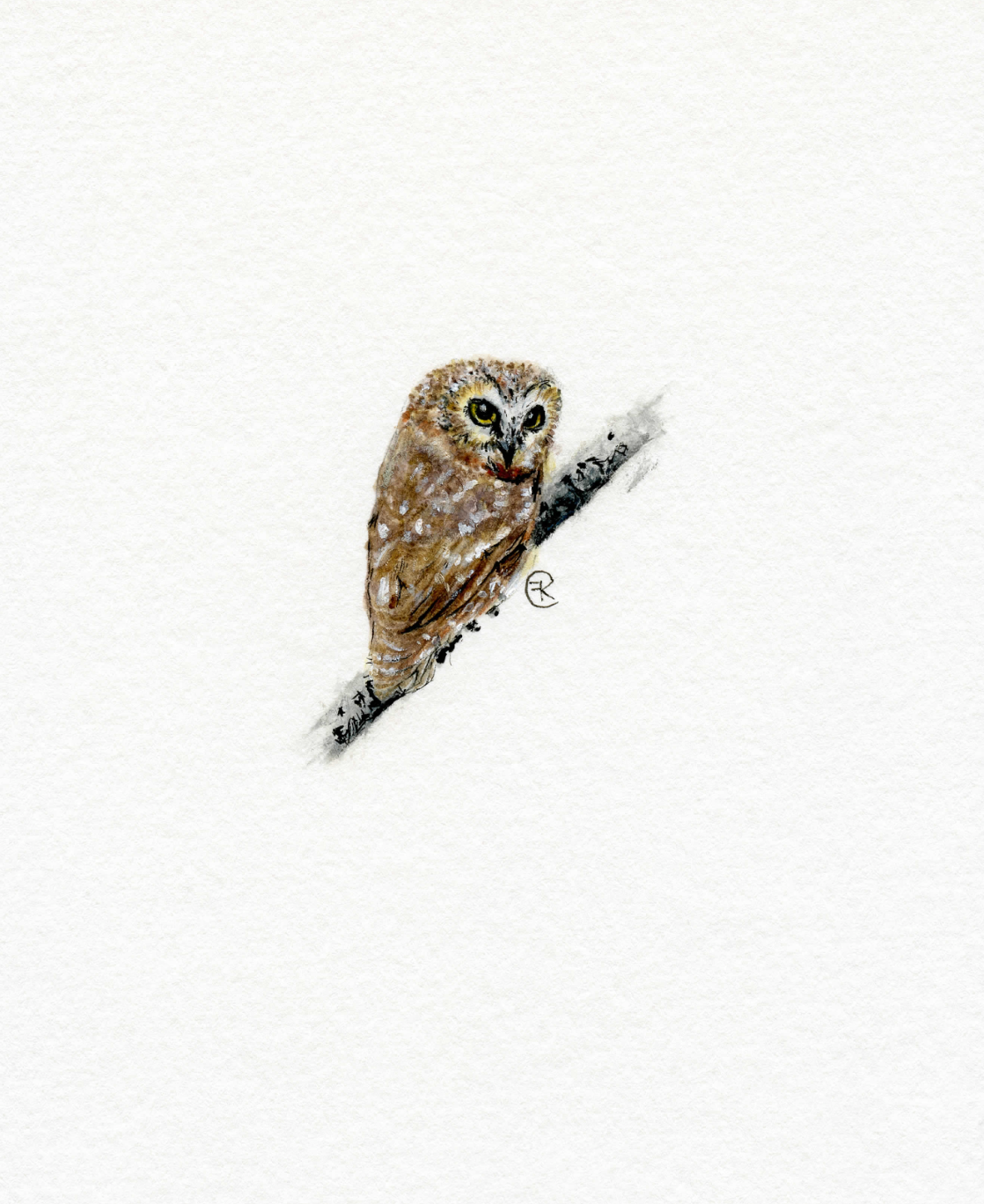 Micro Saw-Whet Owl Print
