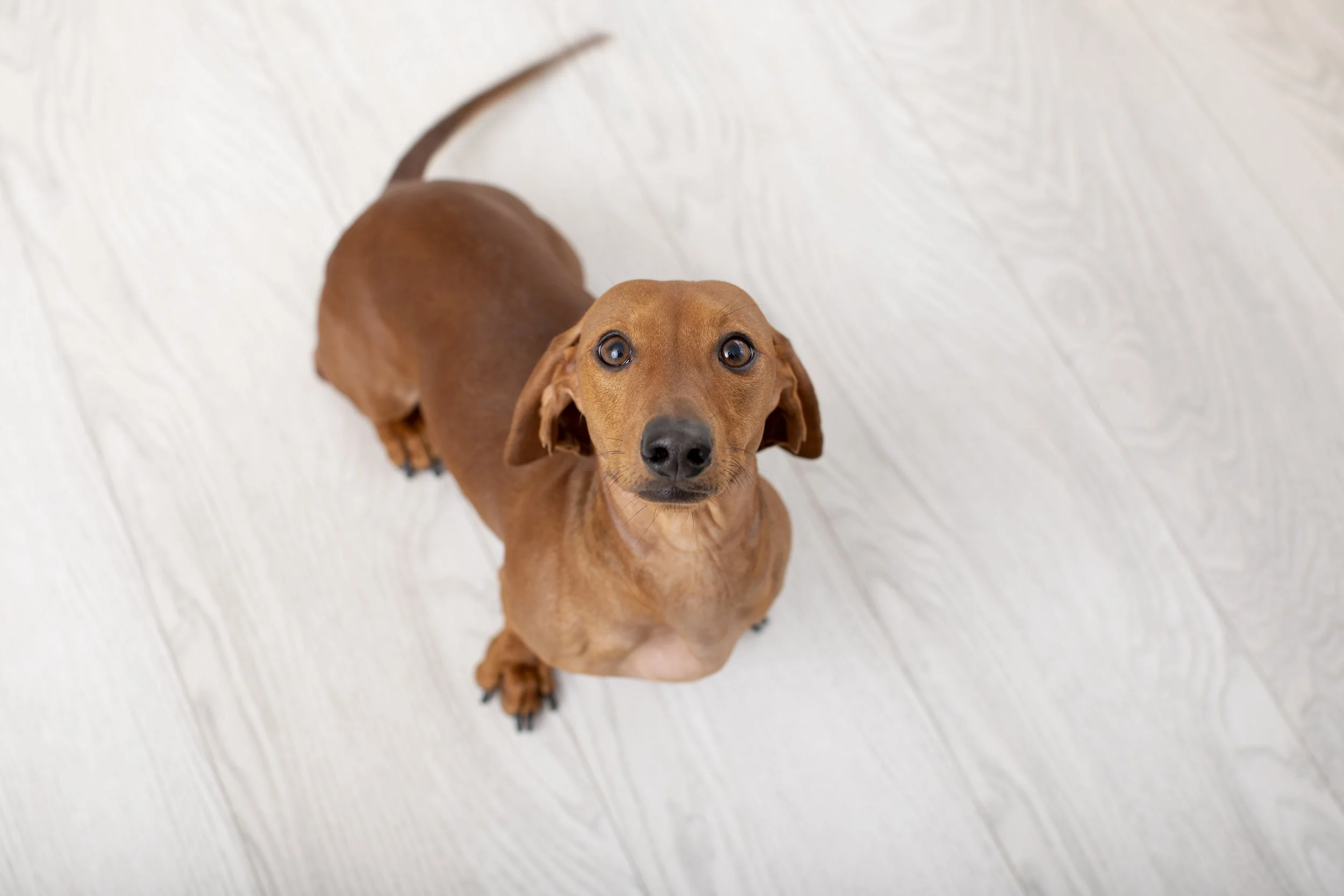 A small brown Dachshund looking up at the camera on a light-colored wooden floor. Jersey Shore Senior Dog photos