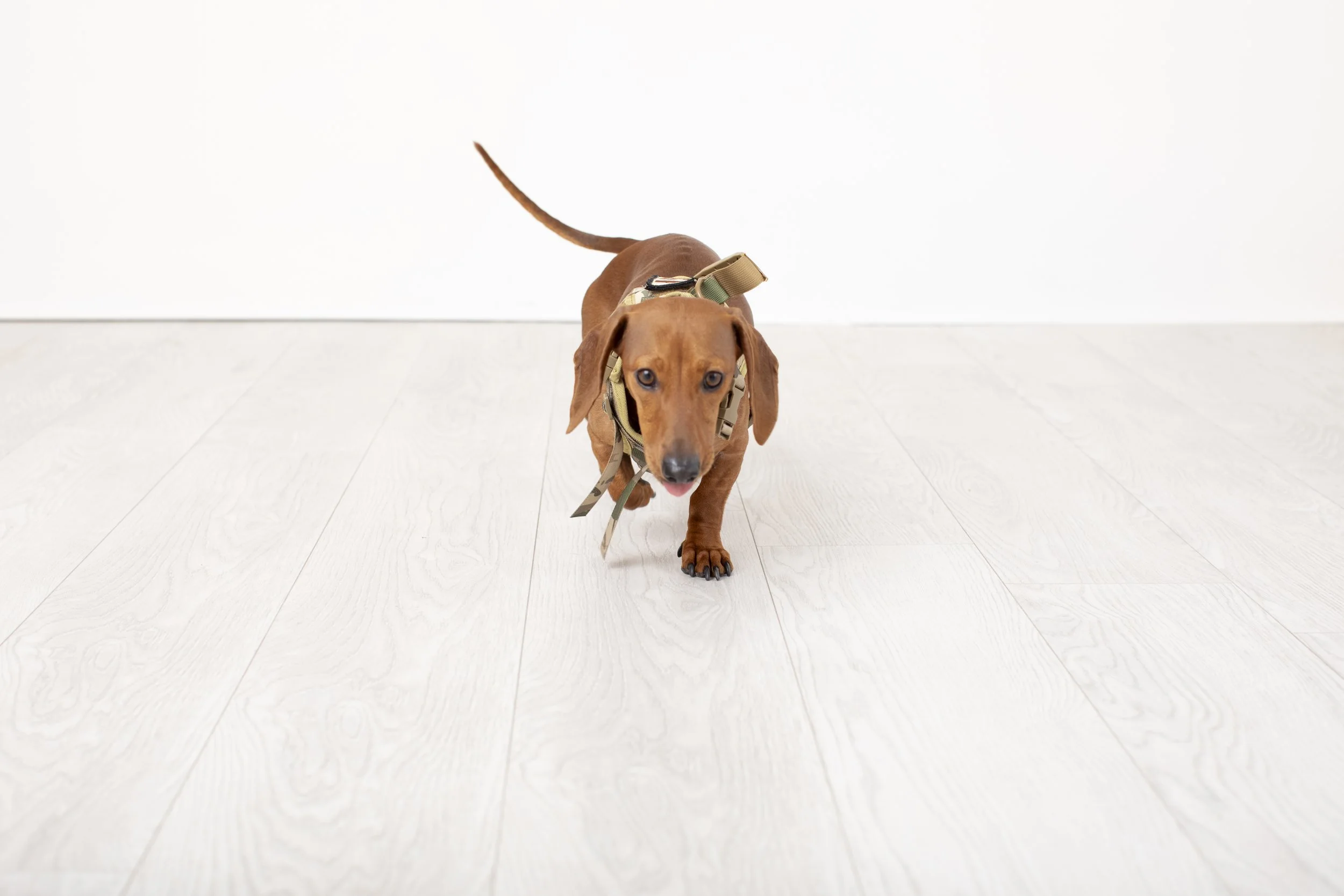 Brown dachshund dog walking on a light-colored wooden floor with a plain white wall in the background.