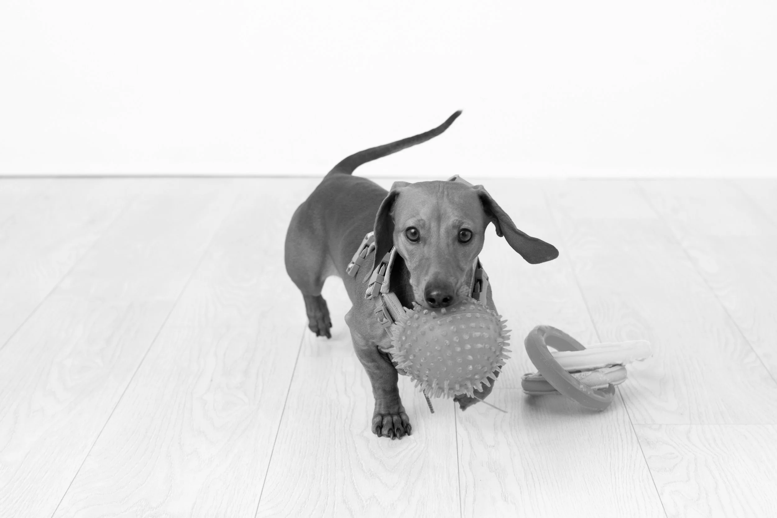 A puppy holding a textured rubber ball in its mouth, with a teething ring toy on the floor beside it, on a light hardwood floor in front of a plain white wall.