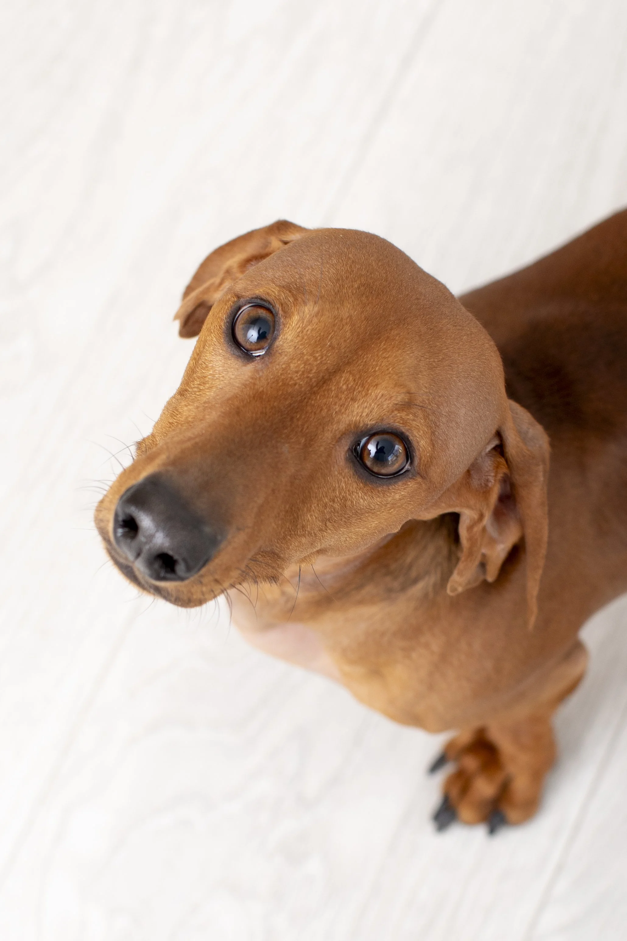 A close-up of a brown dachshund looking up at the camera with a curious expression, against a light-colored wooden floor background.