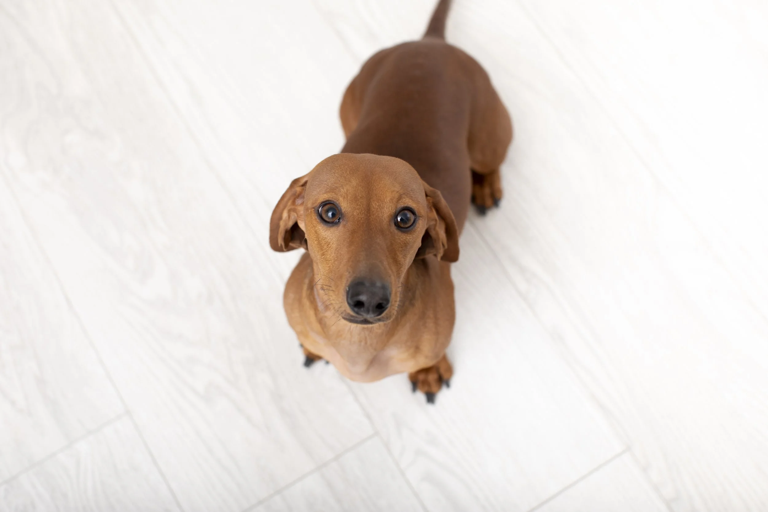 A brown Dachshund looking up at the camera on a white wooden floor.