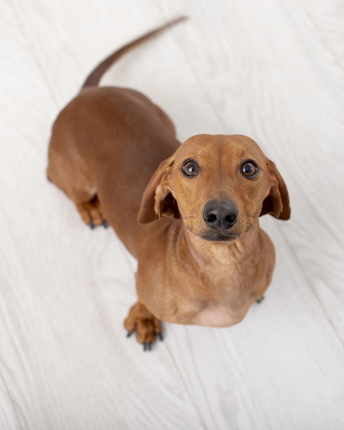 Dachshund looking up at the camera with a white textured floor background. Golden Paws Sessions