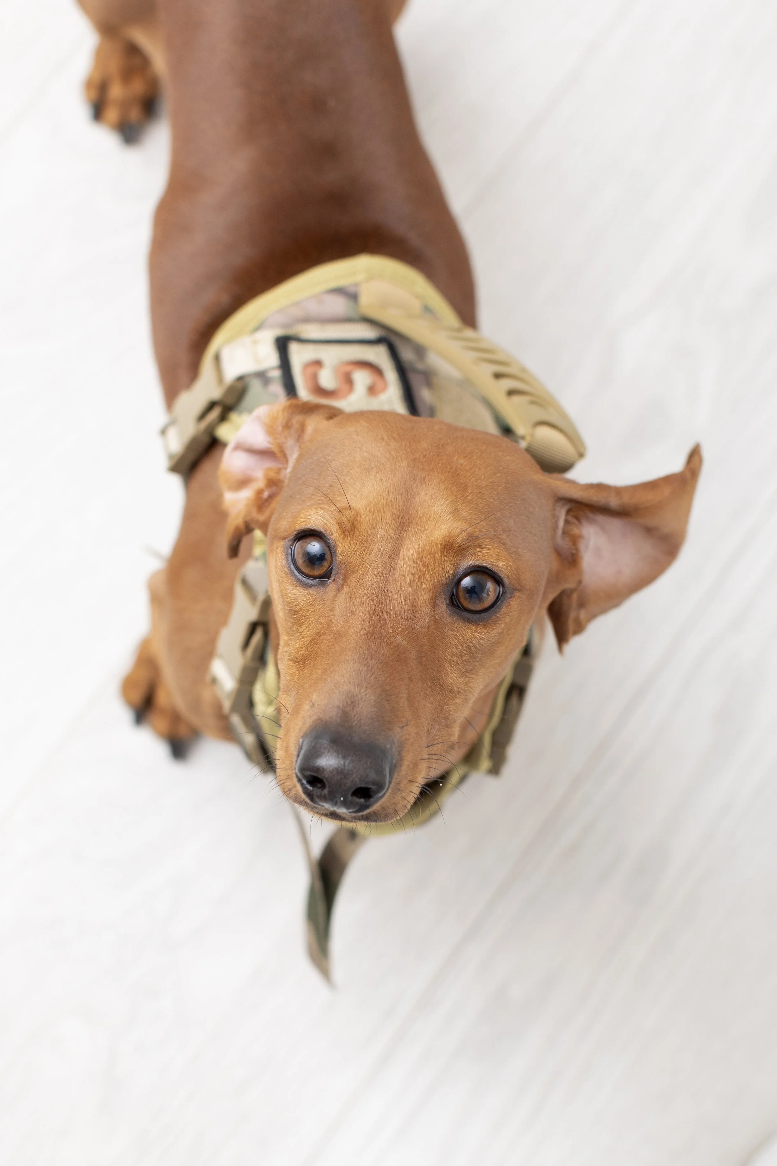 A brown dog wearing a tan tactical vest with a patch that has an S on it, looking up at the camera.