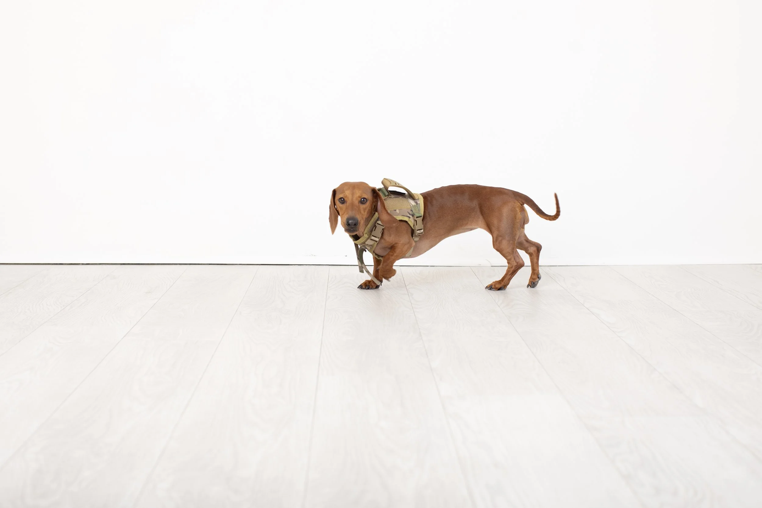 A small brown dog with a harness standing on a white wooden floor against a plain white wall. Jersey Shore Old Dog photography