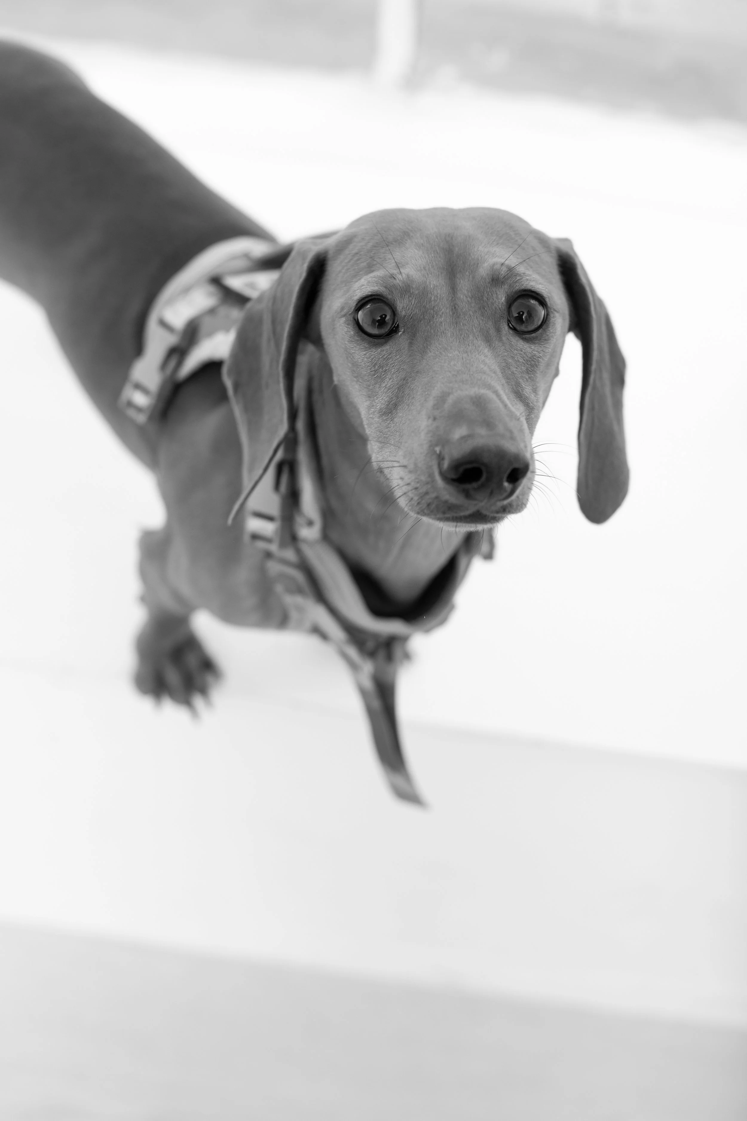 A black and white photo of a dog with long ears, wearing a harness, looking directly at the camera. Jersey Shore Senior Dog photos