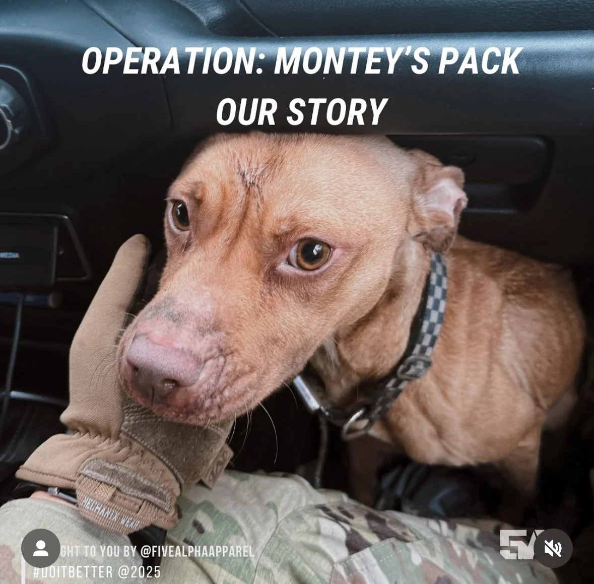 A brown dog sitting on a person's lap inside a vehicle, with text overlay reading 'Operation: Montey's Pack Our Story'. Montey's Pack, Philadelphia, PA