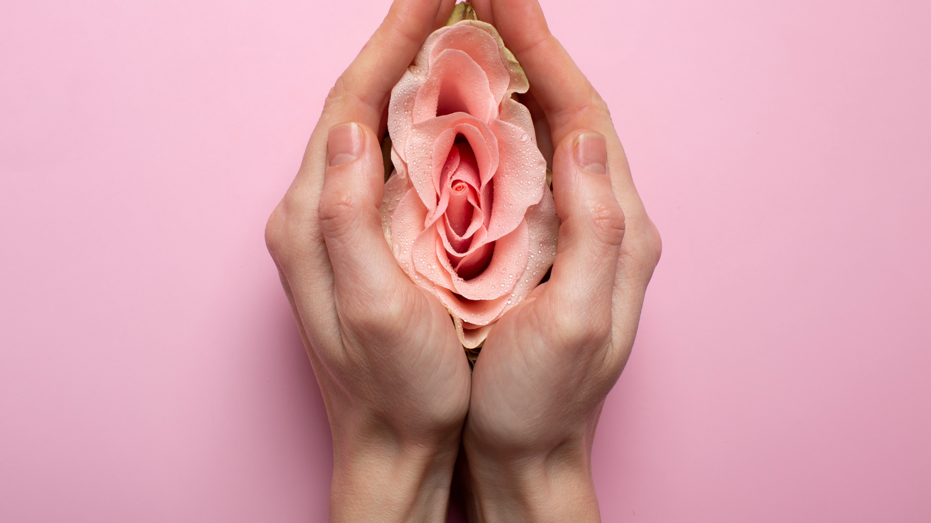 Deux mains tenant une rose rose enfermé dans une coquille d'escargot, avec des gouttelettes d'eau sur la rose, contre un fond rose pastel.