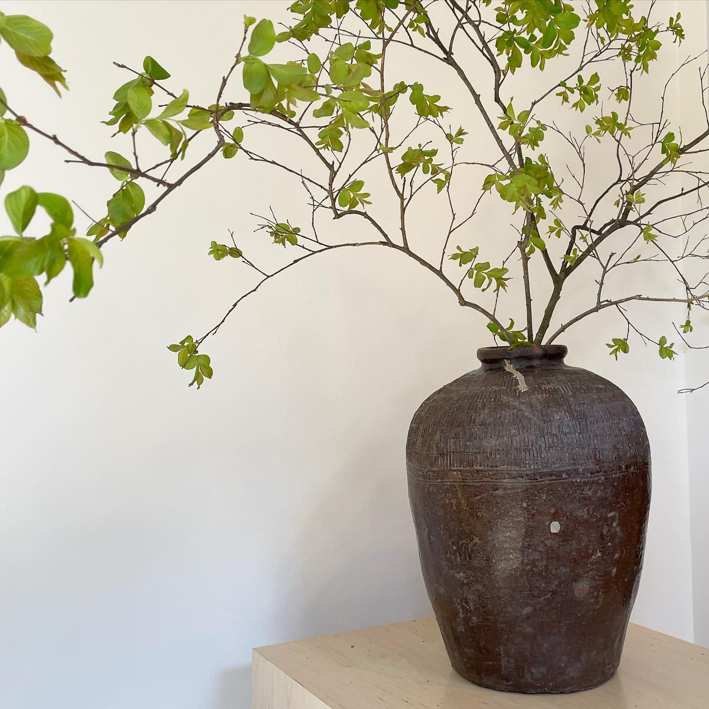 Some days you&rsquo;re lopping limbs  from a yard and styling plants for a photoshoot