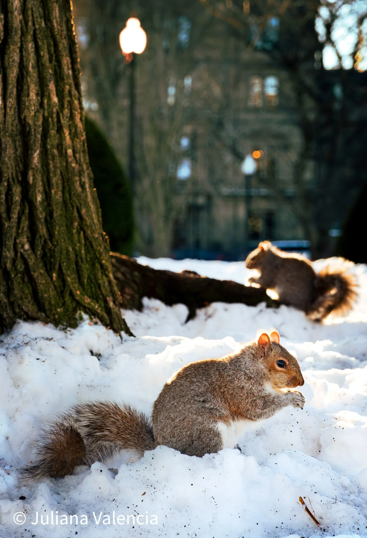 When life gives you snow, you make a granita