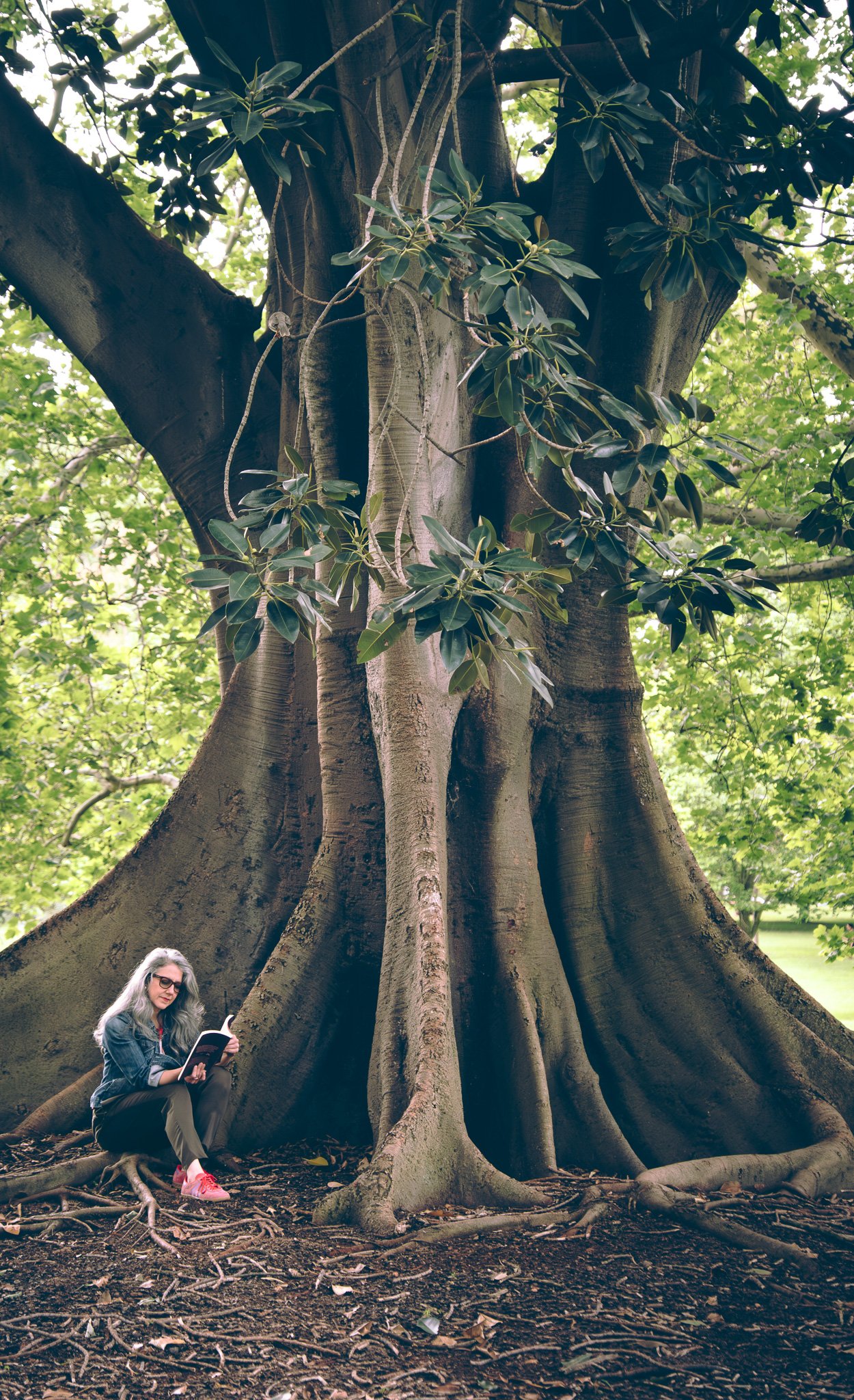 A woman with long gray hair, wearing sunglasses, a denim jacket, and red sneakers, sitting on the ground near a large, ancient tree, reading a book.