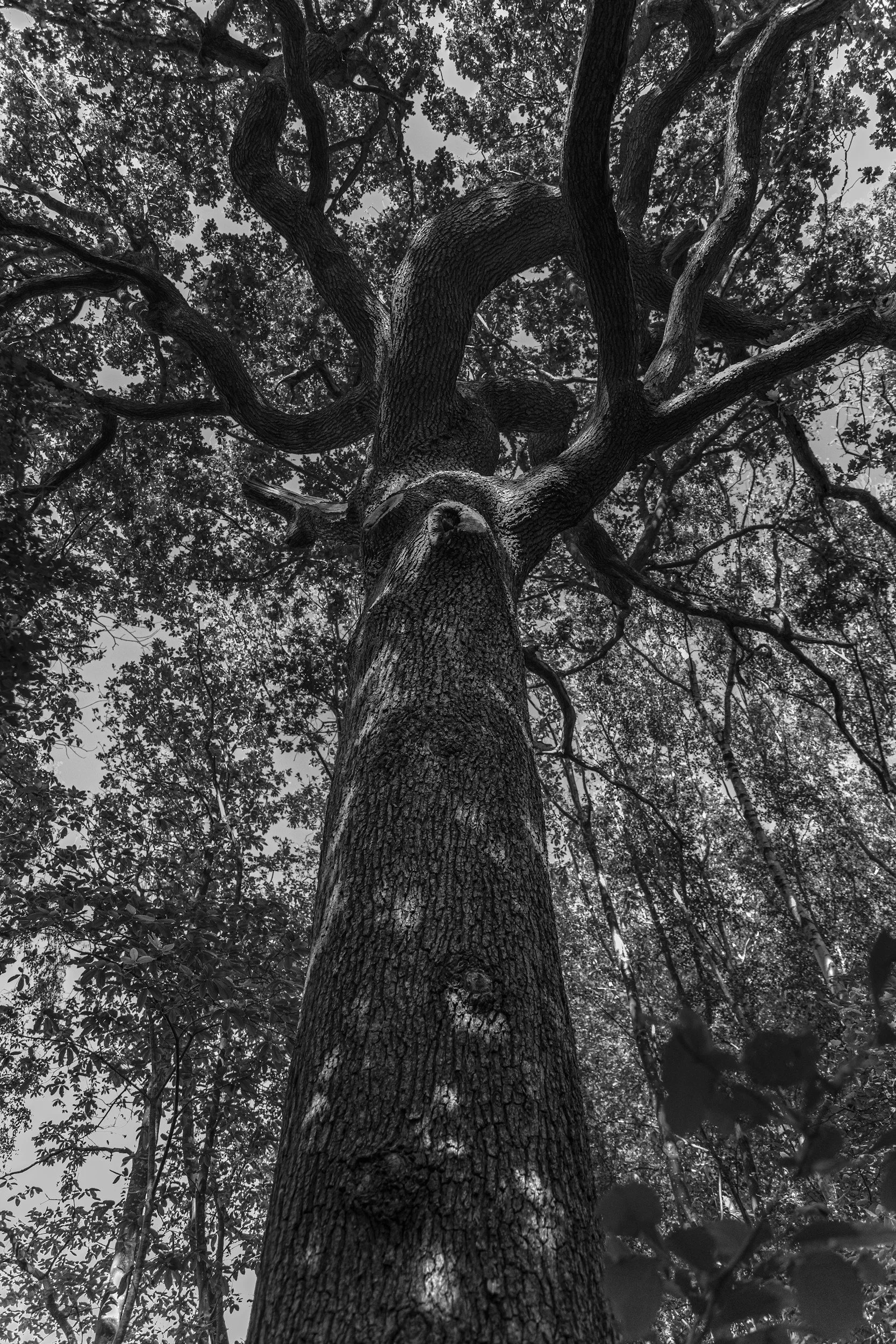 Black and white photo of a tall, textured tree trunk and large, twisting branches reaching into the sky, surrounded by other trees and leaves.