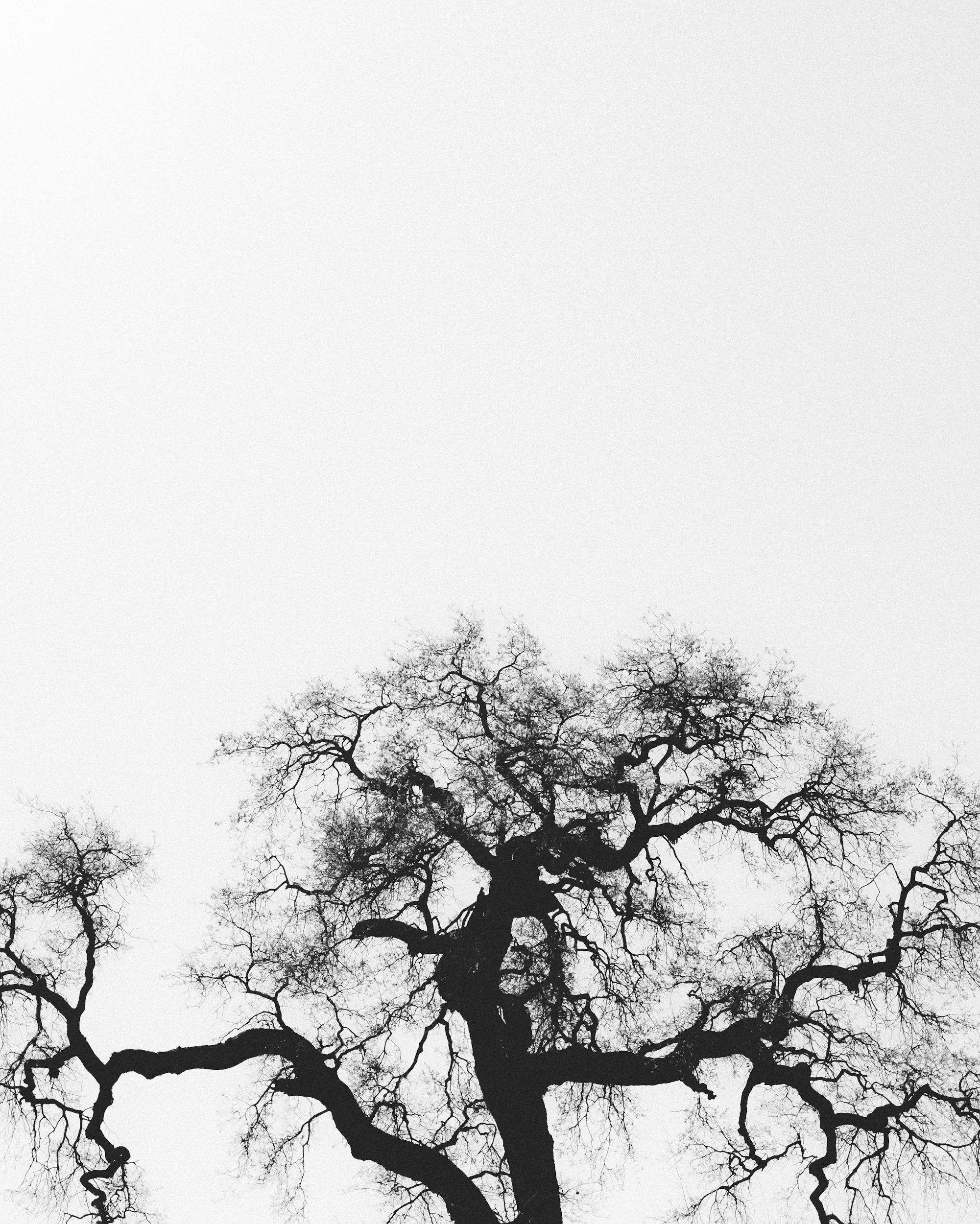 Black silhouette of leafless tree with twisting branches against a light gray sky.