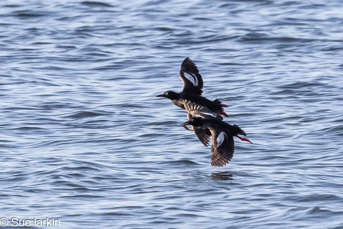 Week 7: July 14th - 20th