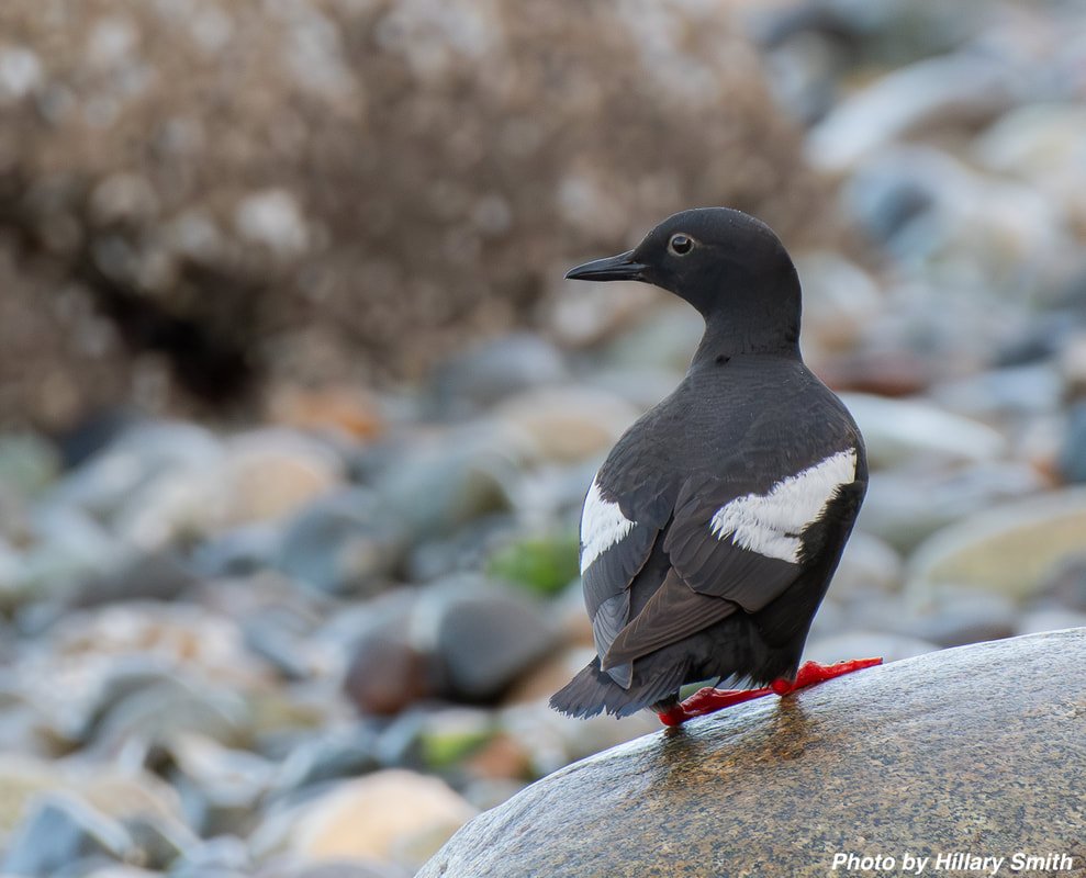 Week 2: June 9th - 15th