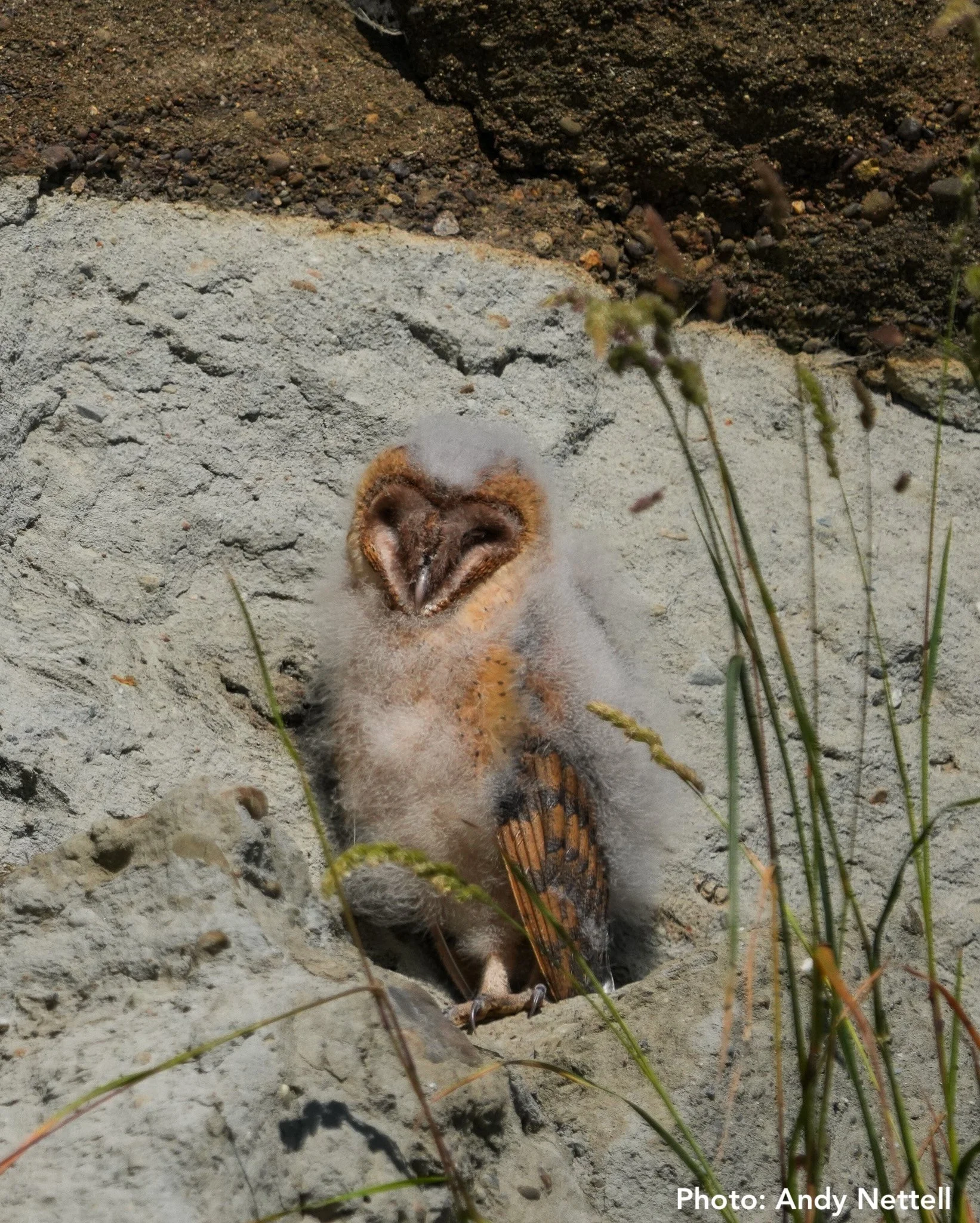Andy Nettell Barn Owl Photo.jpeg