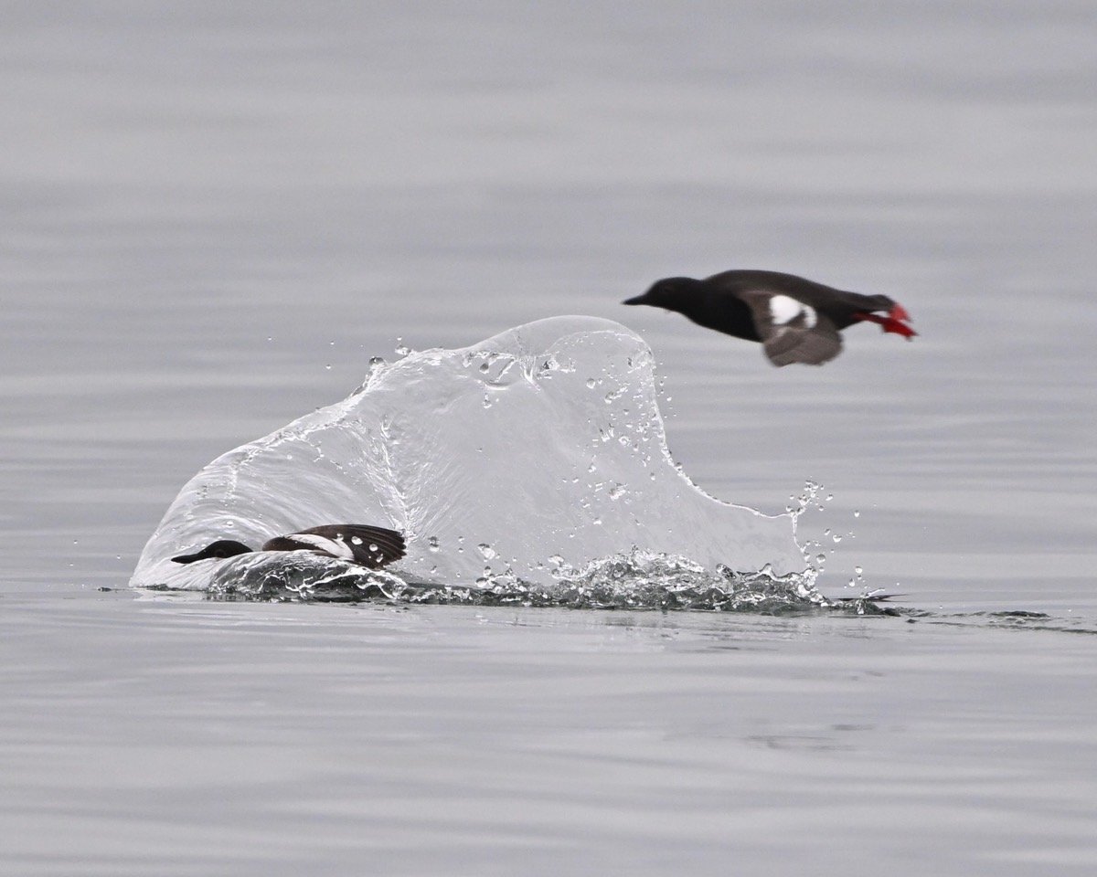 Photos by Lac Pope