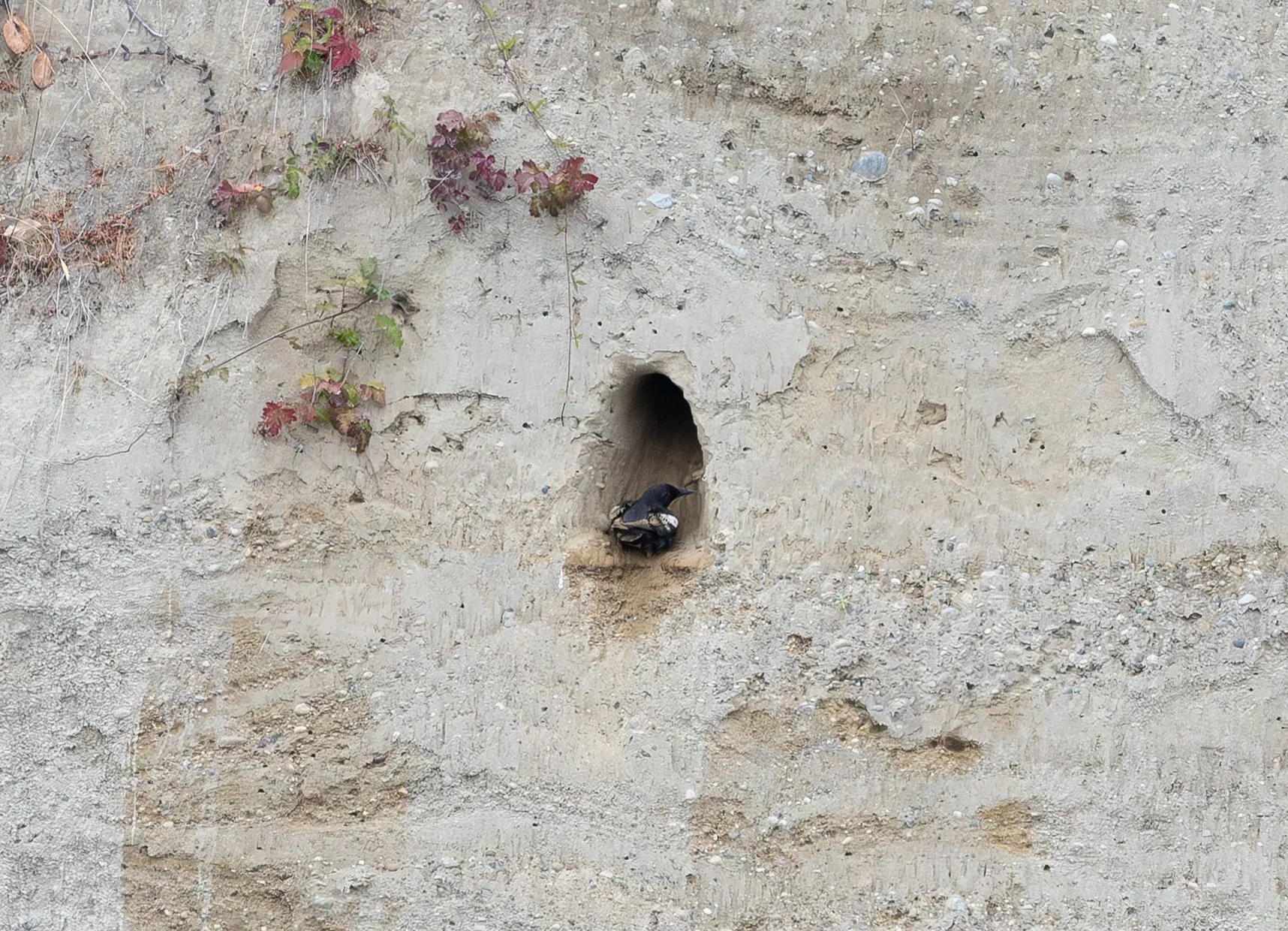 Funnily, what we thought might be early transitioning birds, turned out to just be dirty birds!