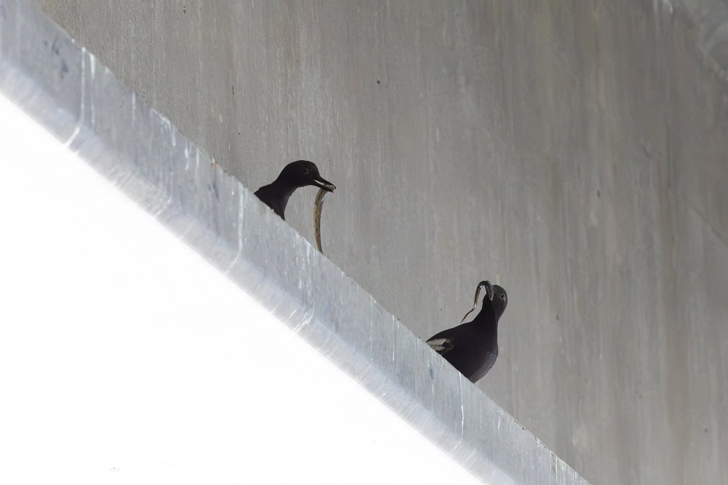 Guillemots sitting on a bridge "rib", waiting to deliver
