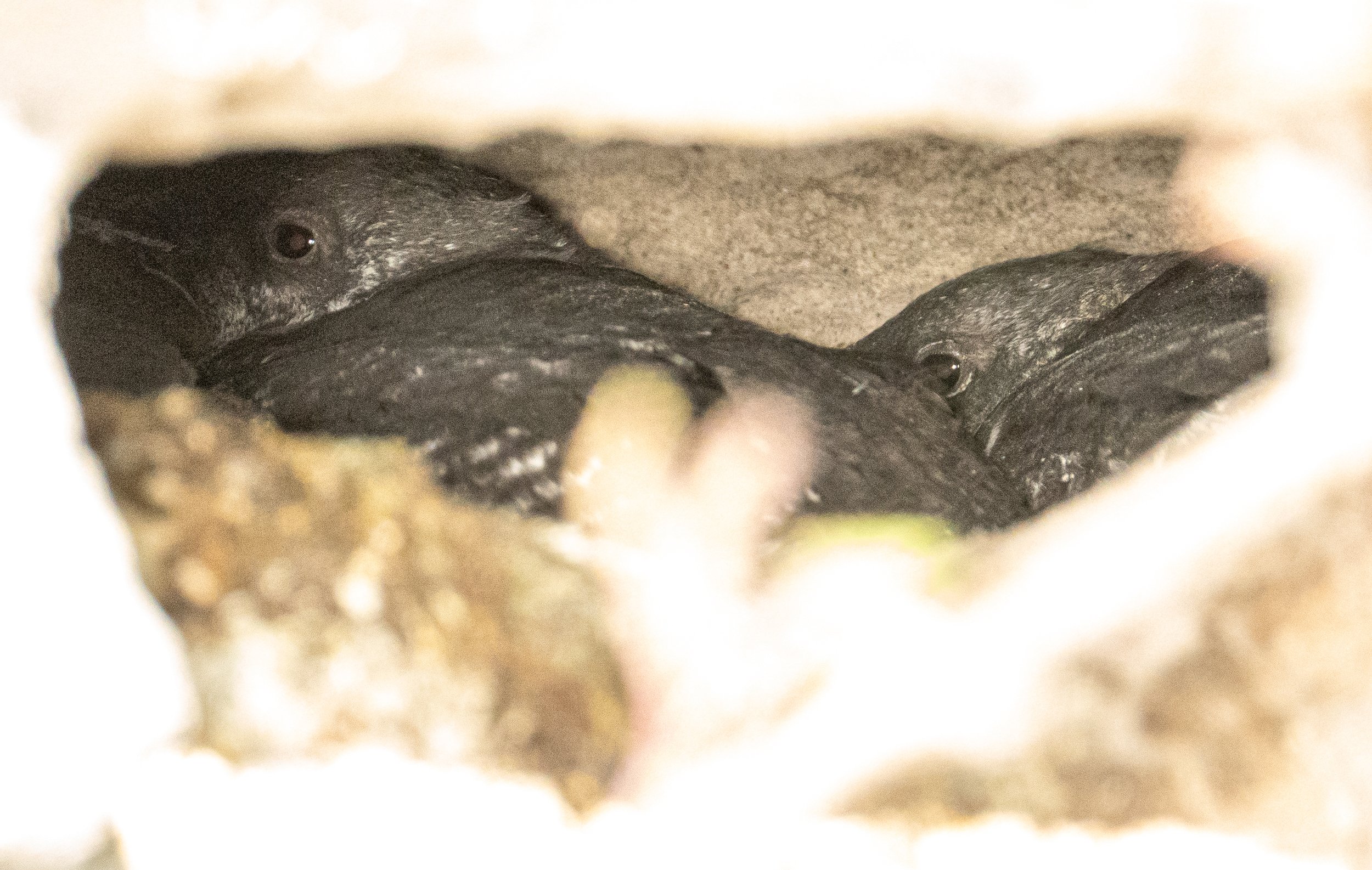 Two large chicks in the burrow!