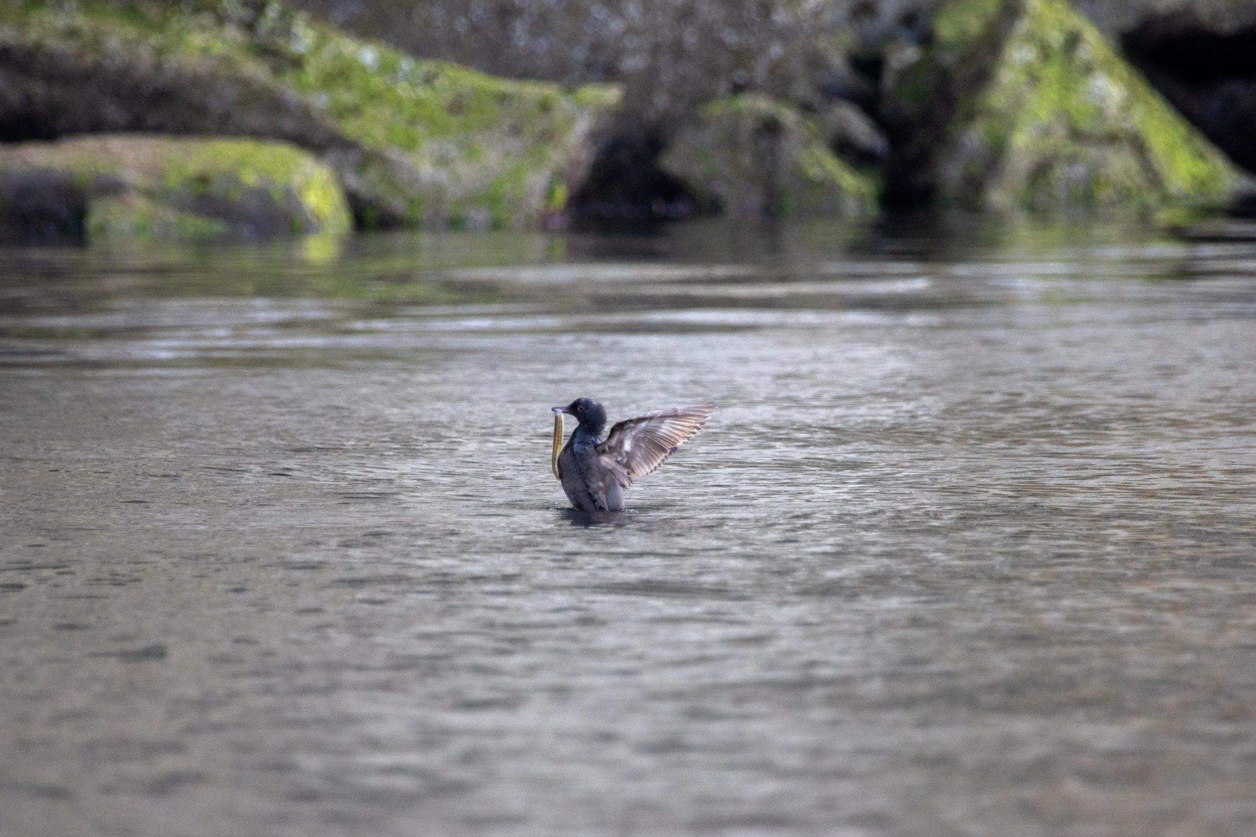Photos by Erin Baumeister - Valdes Island, B.C.