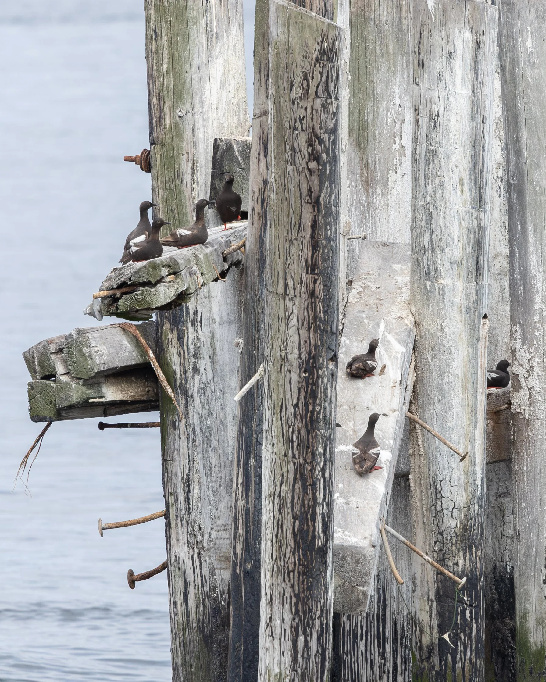 Photos by Shannon Boldt - Titlow Park Pier PIGU