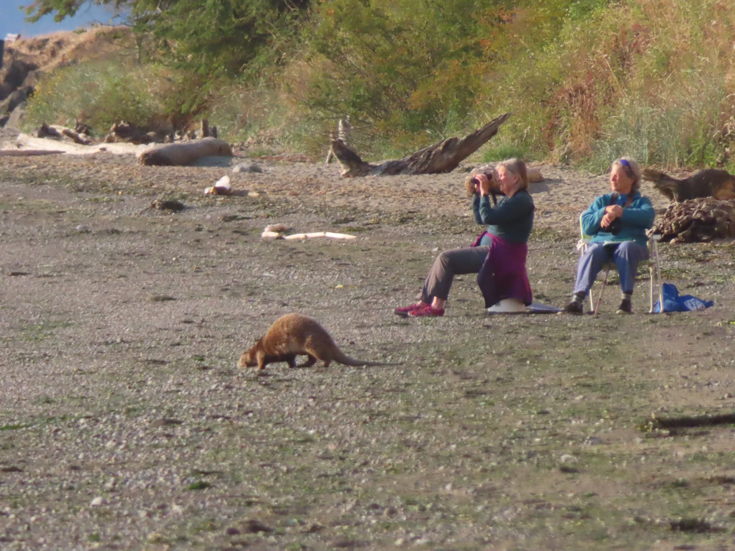 Photo by Linda Nakamura - Port Williams (Clallam County)