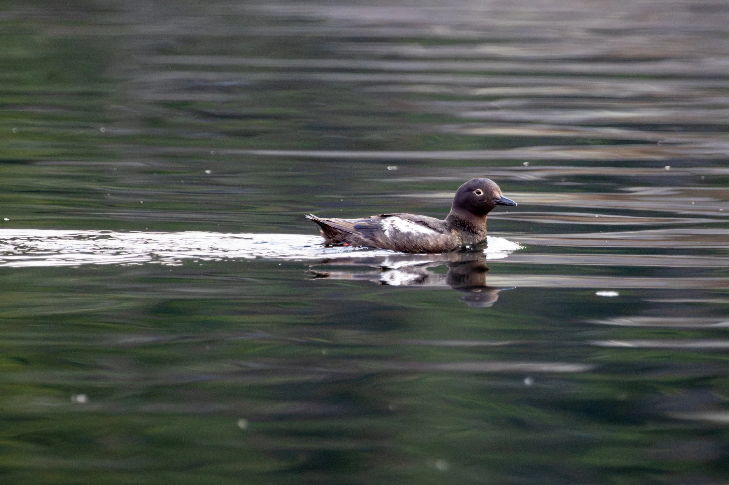 Valdes Island, B.C. PIGU, Photos by Erin Baumeister