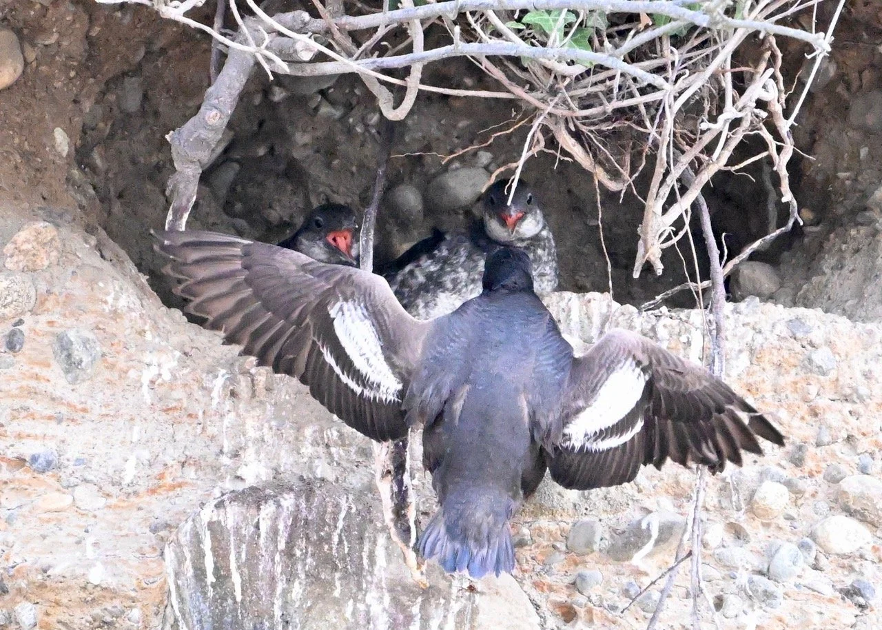 Shore Meadows Chicks - Photo credit: Lac Pope