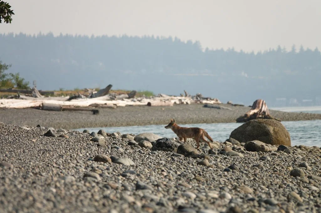 Glendale wildlife sightings - Photos by Cathi Bower