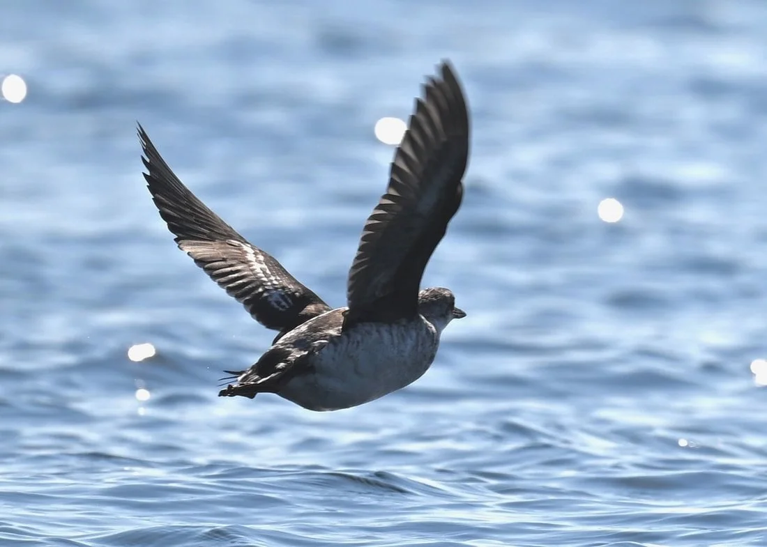 2025 End of Season Celebration Zoom